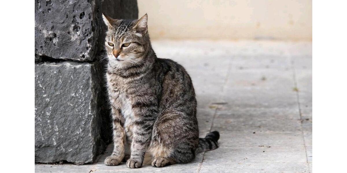 Ferienimmobilie Velbert Velbert-Mitte - 120&euro; | Angebot:25655880