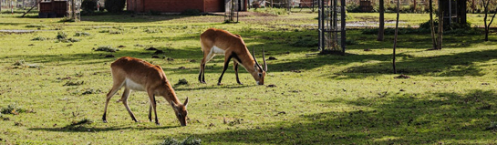 Alma Park Gelsenkirchen Ruhrgebiet Tierpark Familienpark NRW