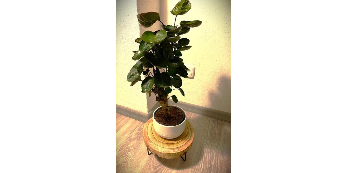 Maisonettenwohnung Essen Stadtbezirk III - 3 Zimmer, 74 m&sup2;, 1.380&euro; | Angebot:25541346