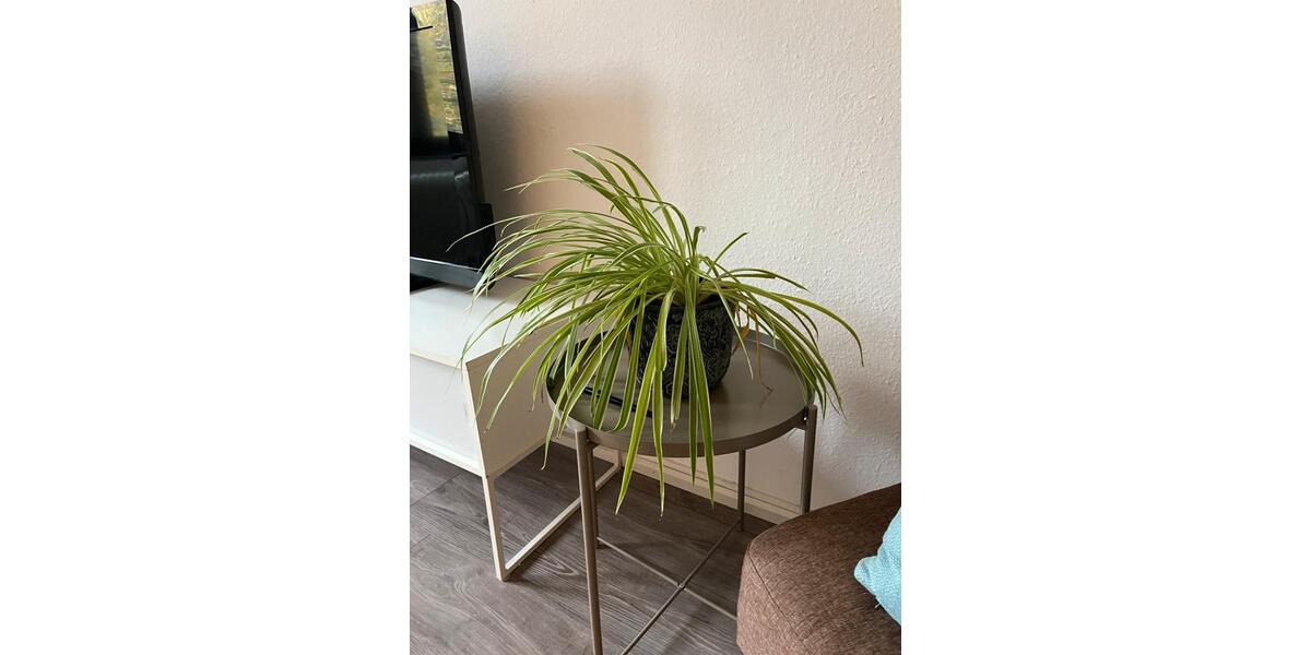Etagenwohnung Düsseldorf Pempelfort - 900&euro; | Angebot:25991578