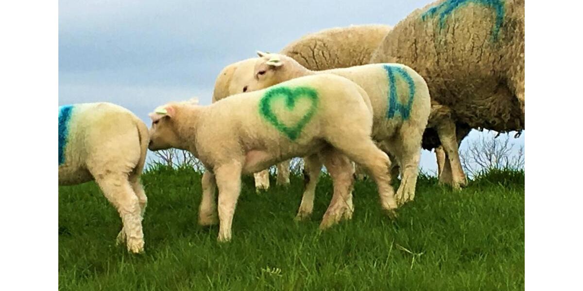 Ferienimmobilie Bochum Bochum-Südwest - 882&euro; | Angebot:25840462