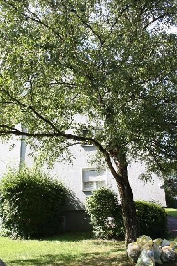 Etagenwohnung Witten Herbede - 3.5 Zimmer, 64 m&sup2;, 486&euro; | Angebot:25982847