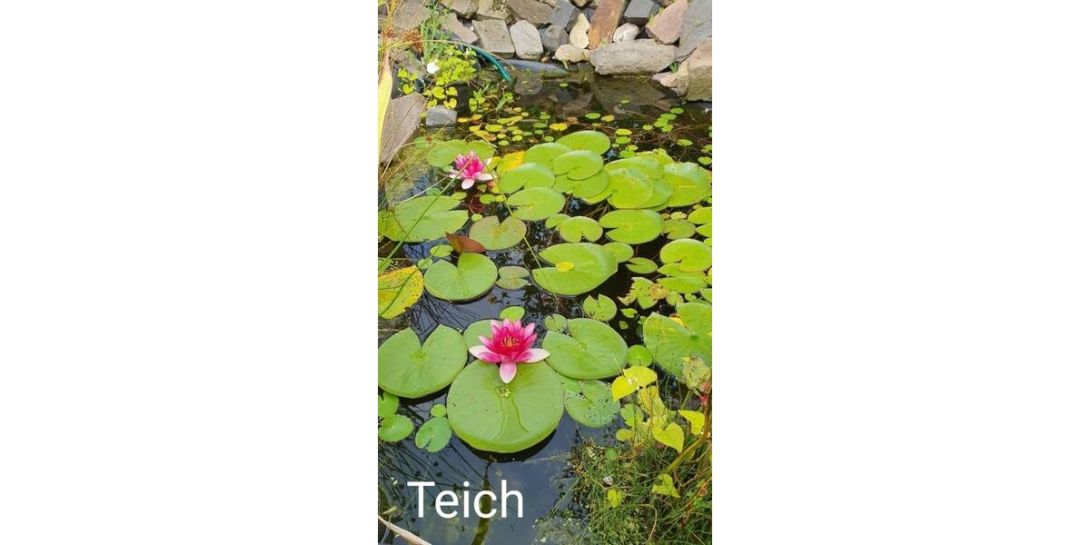 Doppelhaushälfte Bochum Bochum-Mitte - 3.5 Zimmer, 80 m&sup2;, 1.280&euro; | Angebot:25935980