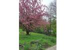 Einfamilienhaus Hattingen Blankenstein - 7 Zimmer, 230 m&sup2;, 650.000&euro; | Angebot:26580422