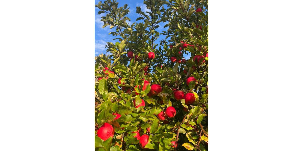 Ferienimmobilie Solingen Aufderhöhe - 615&euro; | Angebot:21193797